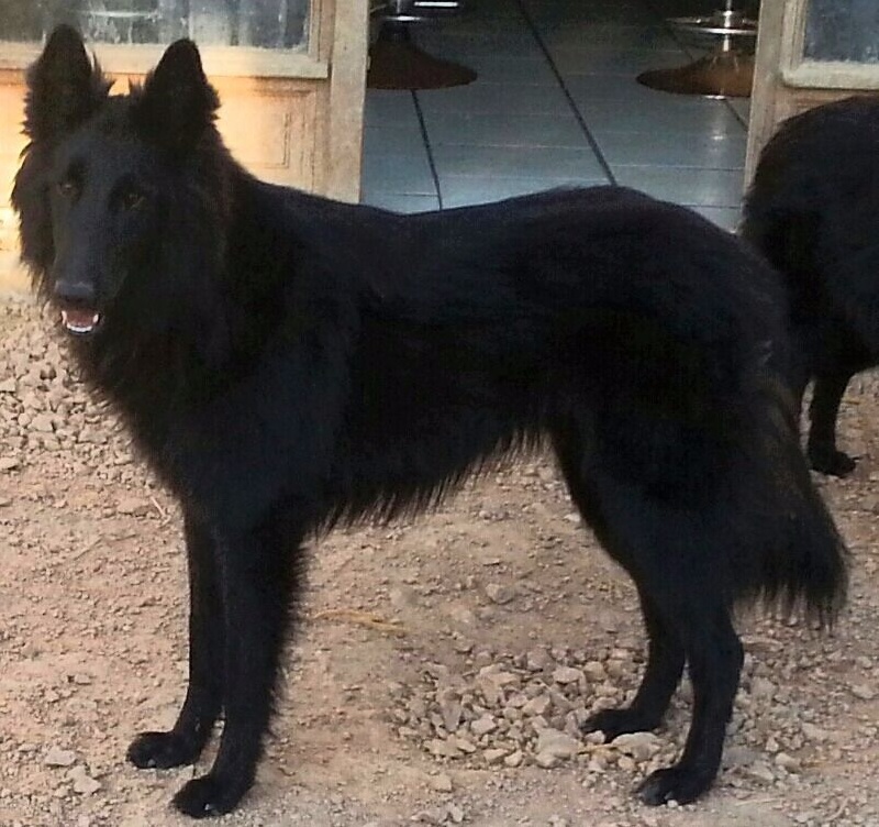 Harya Des Sables Noirs De L'aunis